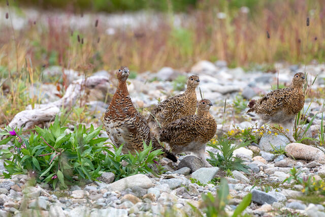 Covey of Willow Ptarmigan print