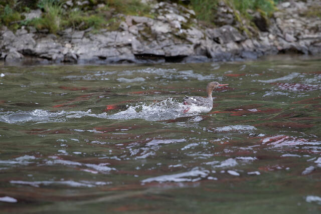 Common Merganser print