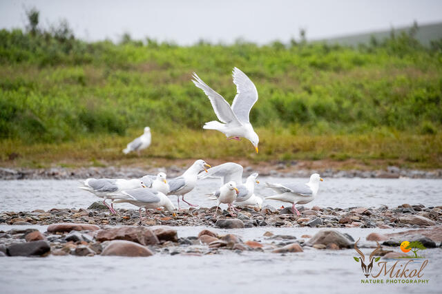 Gulls Scavenging Salmon Scraps print
