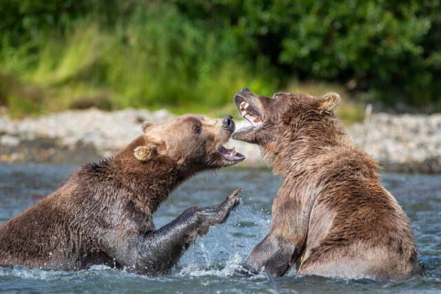 Brown Bear Confrontation print