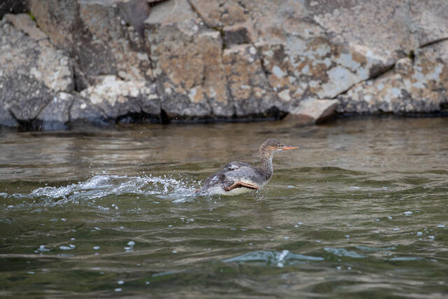 Common Merganser print