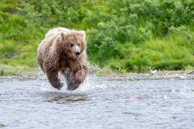 Brown Bear Fishing print