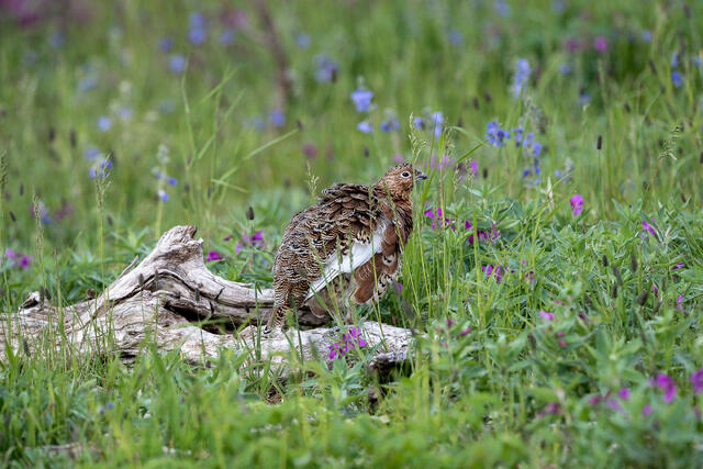 Willow Ptarmigan print