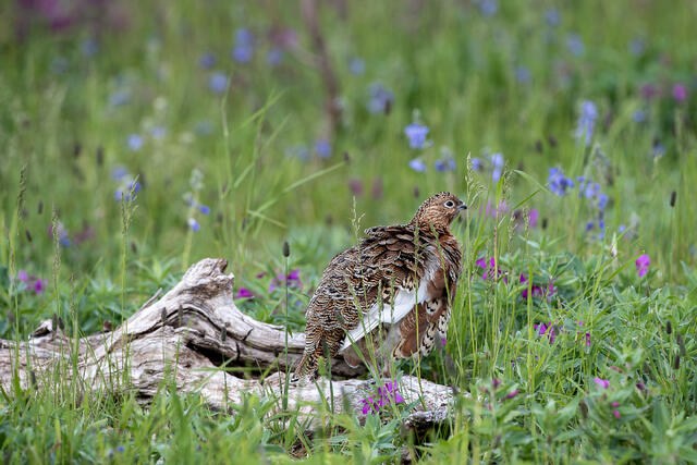 Willow Ptarmigan print