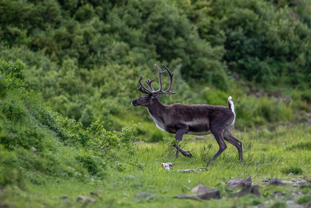 Summer Caribou print