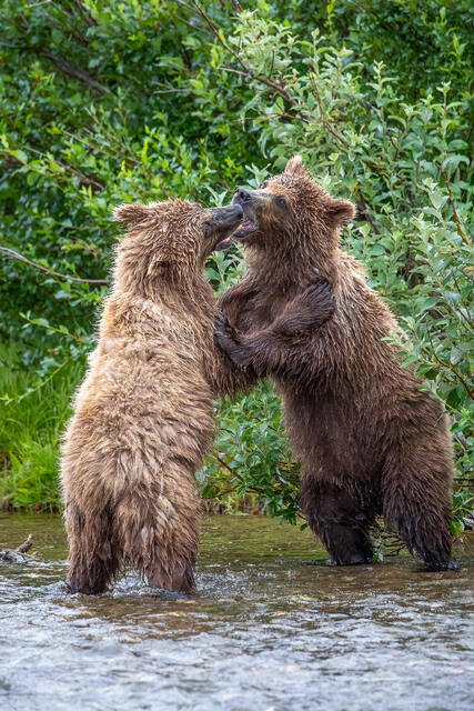 Brown Bear Cubs Altercation print