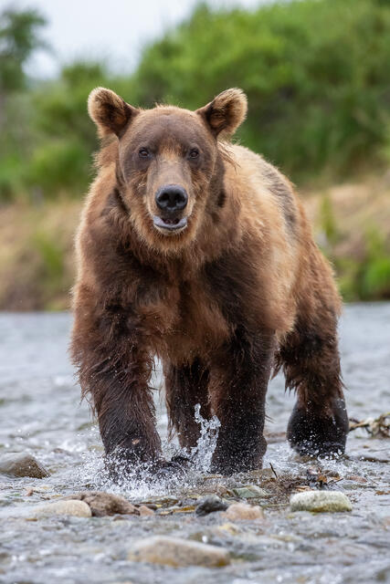 Solitary Bear print