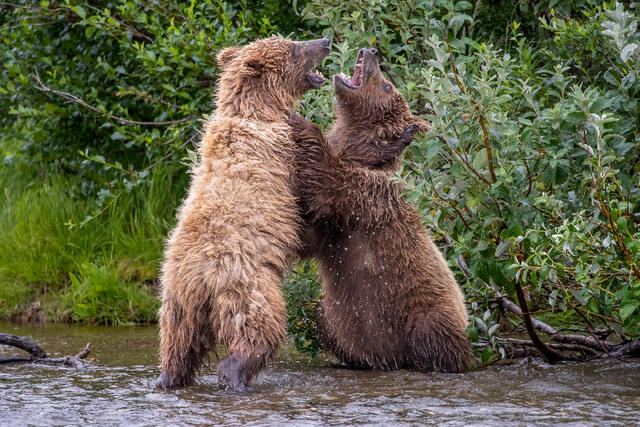 Brown Bear Cubs Play Fighting print