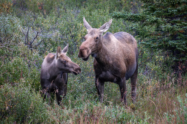 Moose Cow and Calf print