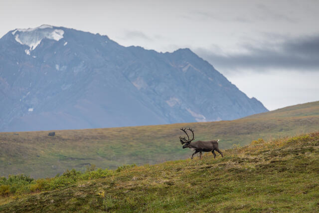 Caribou in the Alpine Tundra print