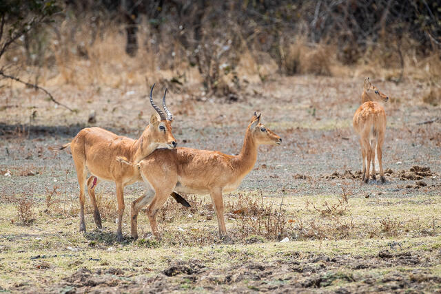 Puku Courting print