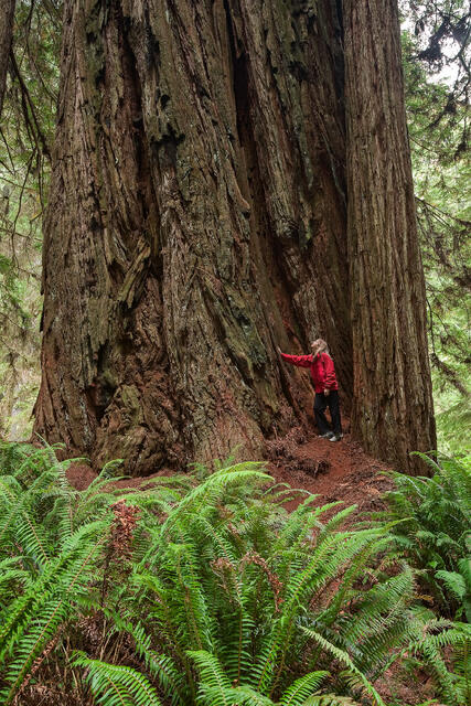 Coast Redwood with Admirer print