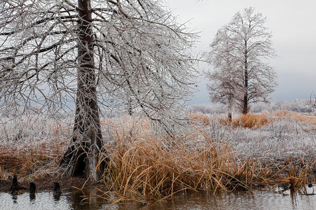 Frozen Cypress Trees print
