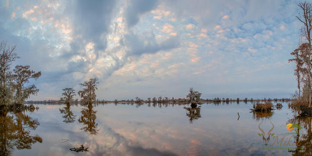 Cypress trees at sunset  print