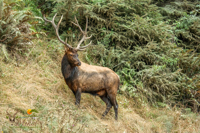 Roosevelt Elk Bull during the Rut print