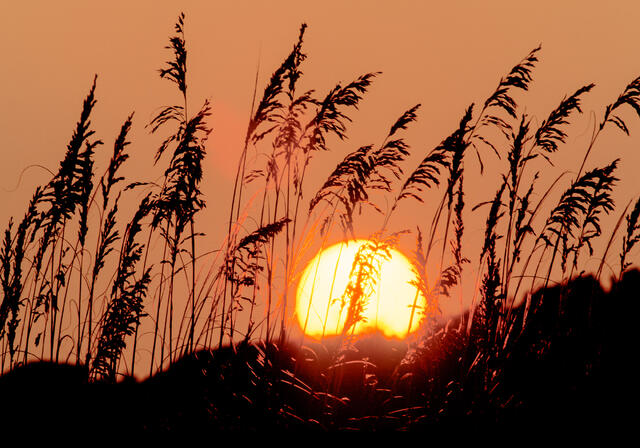 Sea Oats Silhouette at Sunrise print