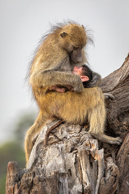 Tenderness print