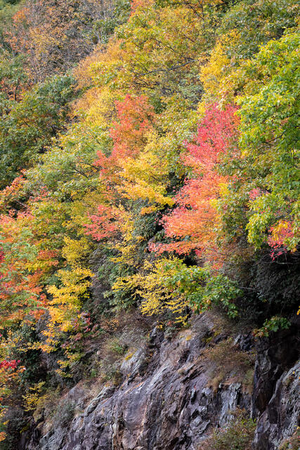 Patches of Color print