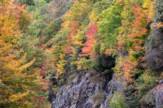 Patches of Color print
