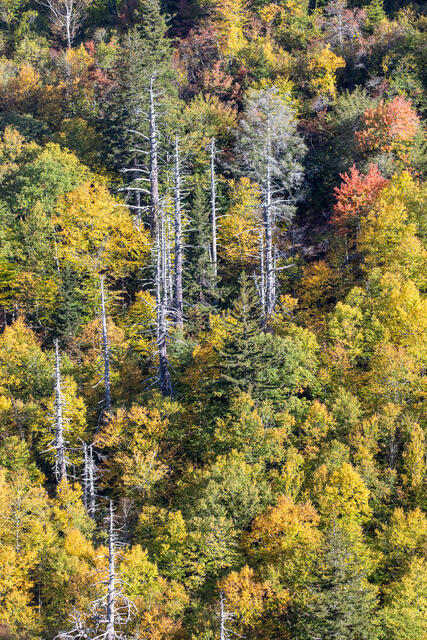 Live and Dead Trees in Fall print