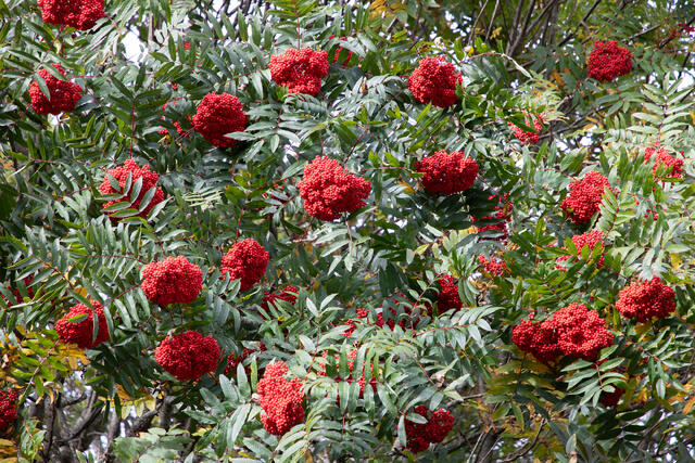 Sumac Fruit in Autumn  print