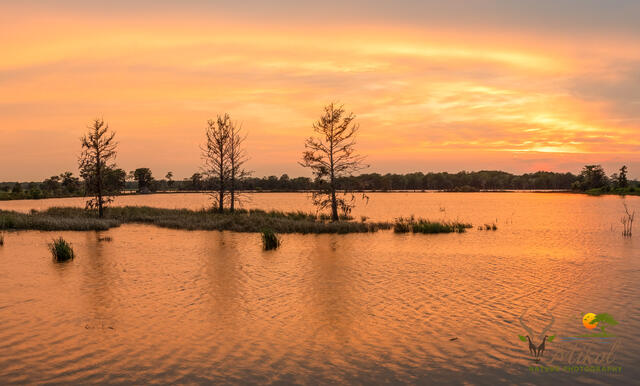 Sunset with Cypress Trees print