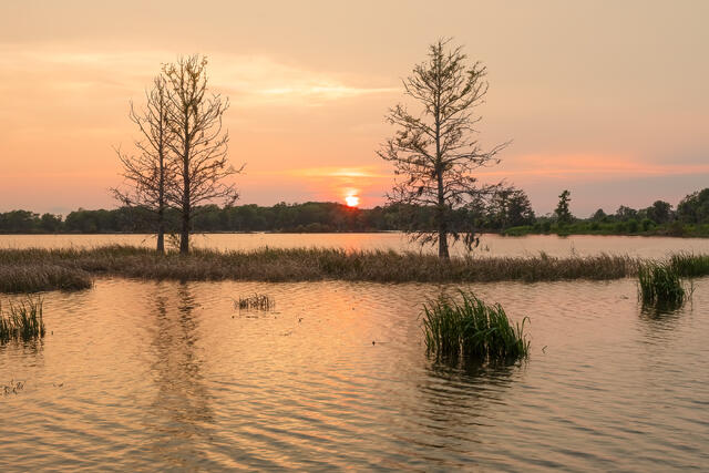 Sunset in a ricefield print