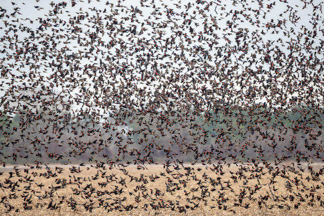 Red-winged Blackbird Flock print