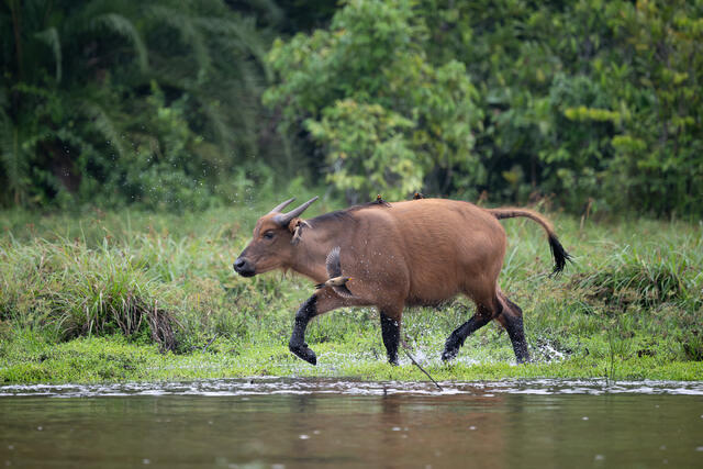 African forest Buffalo print