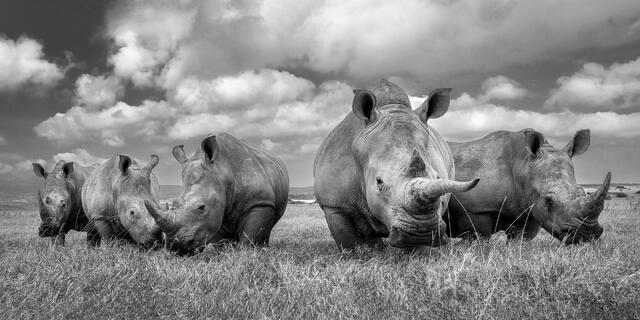 Crash of Rhinos print