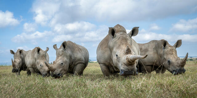 Crash of Rhinos print