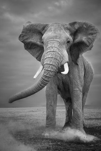 Standing Tall print