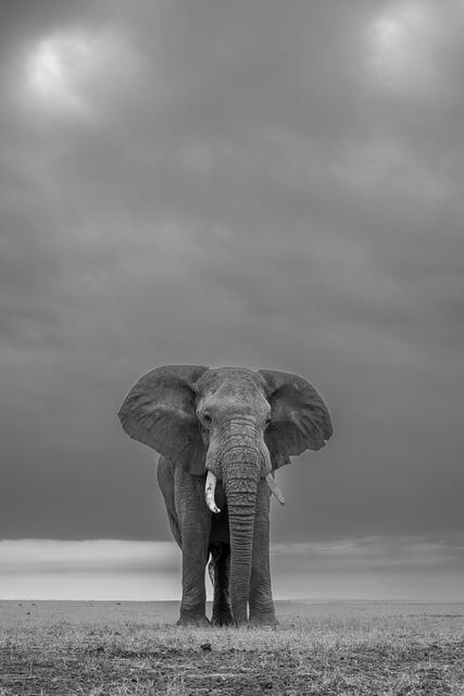 Standing Tall on Stage  print