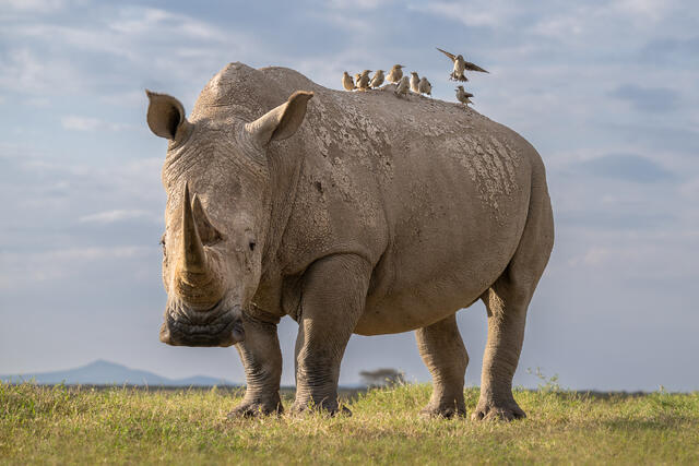 White Rhinoceros and Wattled Starlings print