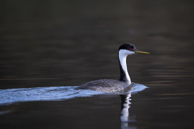 Western Grebe print