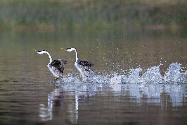 Western Grebes Rushing print