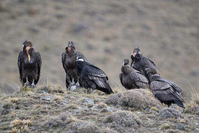 Andean Condors print