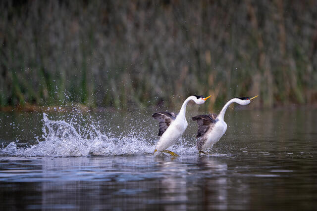 Western and Clark's Grebes Rushing print