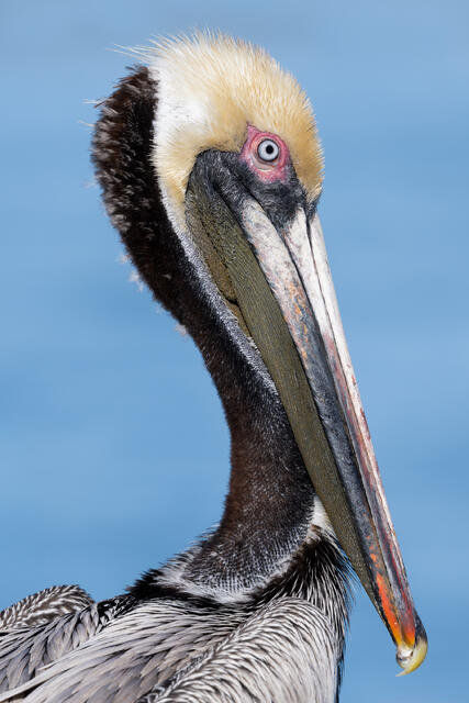 Brown Pelican Mating Plumage print
