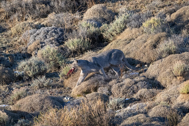Puma with Prey print