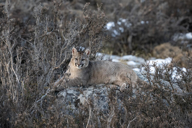 Puma Cub in Winter print
