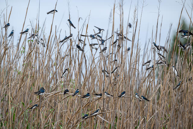 Roosting Tree Swallows print