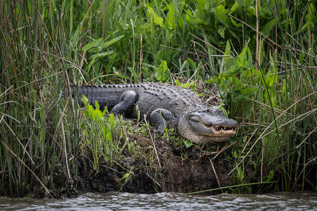 American Alligator print
