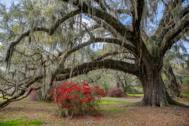 Low Country Spring print