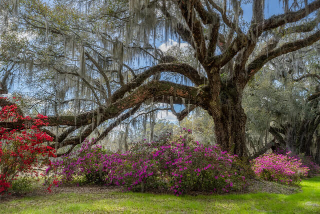 Low Country Spring print