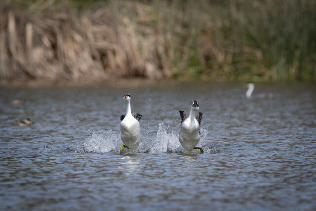 Western and Clark's Grebe Rushing print