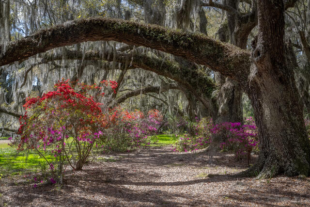 Low Country Spring print