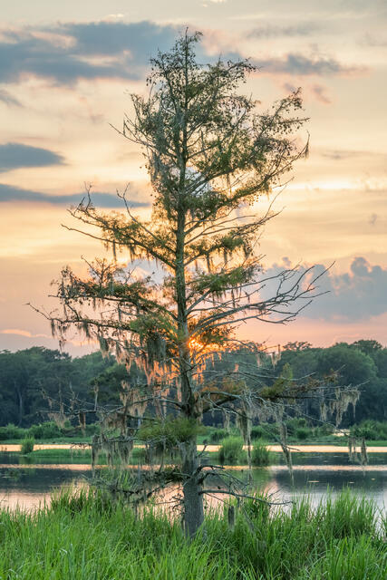 Bald Cypress Tree at Sunset print