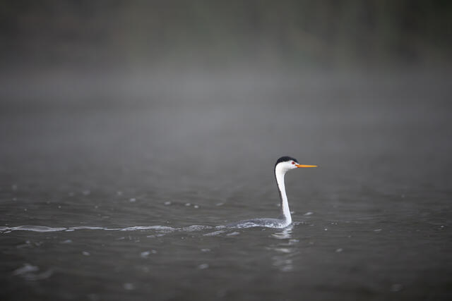 Clarks's Grebe print