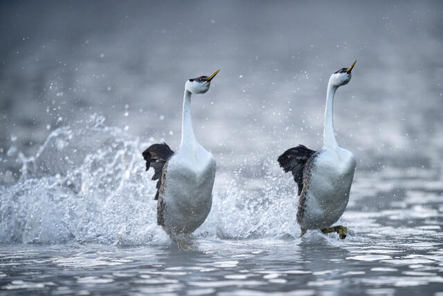Western Grebes Rushing print